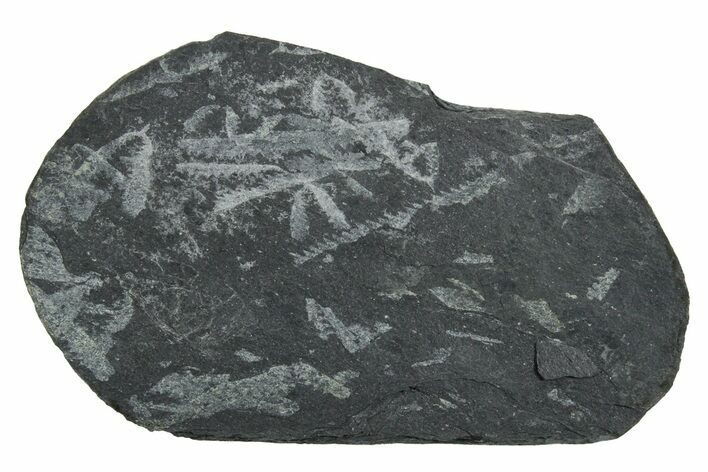 Fossil Graptolite (Didymograptus) Cluster - Wales #353821